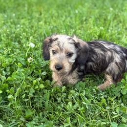 Wire coat red Girl - Red female Dachshund puppy in Nashville, Arkansas from Whisenhunt Farms
