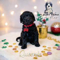 Queenie - Black female Whoodle puppy in Knoxville, Tennessee from Fleury Farm Doodles TN