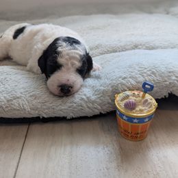 Aussiedoodle Puppies from Fur Hollow Puppies