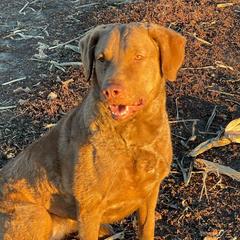 Aurora - Chesapeake Bay Retriever