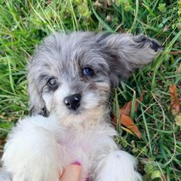 Morticia - with training - Merle female Cockapoo puppy in Boonville, North Carolina from Doods & Dolls