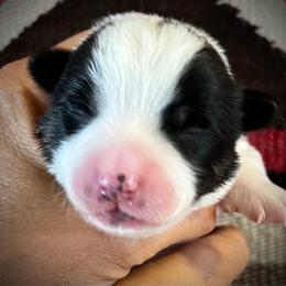 Doc - Black and tan male American Corgi puppy in Tome, New Mexico from Blue Diamond Welsh corgis