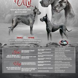 Great Dane puppies from River Rock Danes