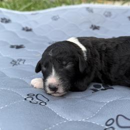 Soybean - Tan - Black and white male Aussiedoodle puppy in Eolia, Missouri from Barefoot Kennel