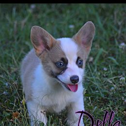 Della - Red female Pembroke Welsh Corgi puppy in Hartford, Arkansas from Chase Em All Corgis