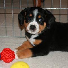 Entlebucher Mountain Dog Puppies from Excel-Entlebuchers