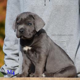 M4 - Gray male Cane Corso puppy in Chisago City, Minnesota from Twin Cities Cane Corso