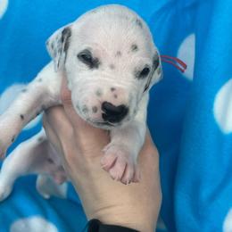 Twix - White and black female Dalmatian puppy in Austin, Texas from Dazzling Dalz