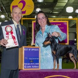 Molly - Manchester Terrier