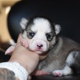 Monroe - Gray and white female Pomsky puppy in Coos Bay, Oregon from Ocean View Pomskies