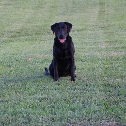 Chesapeake Bay Retriever and Labrador Retriever All Grown Up from Big Sioux Retrievers