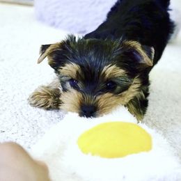Yorkshire Terrier Puppies from Evermore Yorkies