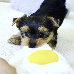 Yorkshire Terrier Puppies from Evermore Yorkies