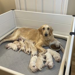 Boy 5th Pick - Light golden male Golden Retriever puppy in Anaheim, California from Prim's Golden Retrievers