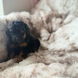 Yoshi - Phantom male Poodle puppy in Uniondale, New York from Poodles Are Mixy