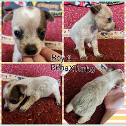 Boy 6 - Red mottled male Australian Cattle Dog puppy in Bradford, Arkansas from Cedar Rock Heelers and Kelpies