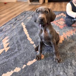 Willow - Blue female Weimaraner puppy in Riverside, Utah from Blue Phantom Kennels