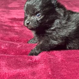 Sam - Black male Pomeranian puppy in Kansas City, Missouri from S&K Pomeranians