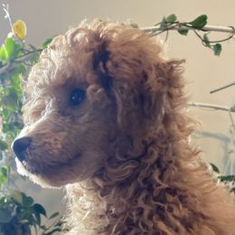 Stefan - Red  Poodle puppy in Tennessee from Paige & Adele Poodles