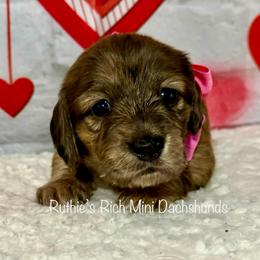Girl one - Brindle female Dachshund puppy in Lakeland, Florida from Ruthie’s Rich Mini Dachshunds