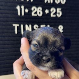 Tinsel - Cream female Lhasa Apso puppy in Middleburgh, New York from Top Knotch
