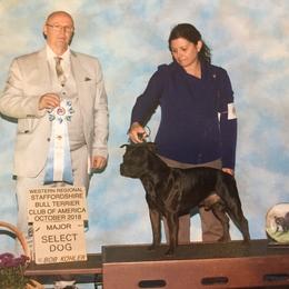 Staffordshire Bull Terrier Puppies from Volstock Staffordshire Bull Terriers