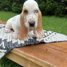 Tweety - Red and white female Basset Hound puppy in Lone Jack, Missouri from Wee Little Bassets