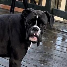 Jewels - Boxer
