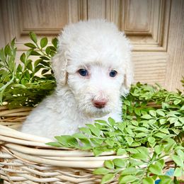 Assorted Doodle Crosses, Aussiedoodles, Cavalier King Charles Spaniels, Cavapoos, Cockapoos, Goldendoodles, and Poodles from Ooodles of Doodles