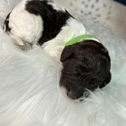 Green - Aspen - Parti female Goldendoodle puppy in Cleveland, Georgia from The O.G. Doodles
