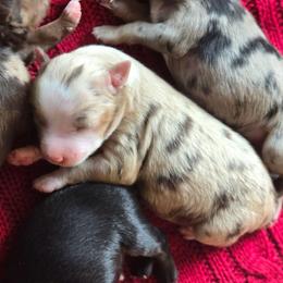 Girl 2 - Red merle female Miniature Australian Shepherd puppy in Paris, Texas from Blue Envy Mini Aussies