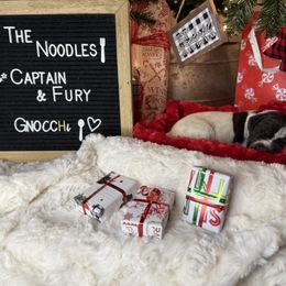 Gnocchi - Liver roan male German Shorthaired Pointer puppy in Marshfield, Missouri from Suma Kennels