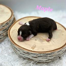 MAPLE - Red tri female Toy Australian Shepherd puppy in Viking, Minnesota from Son Shine Farm
