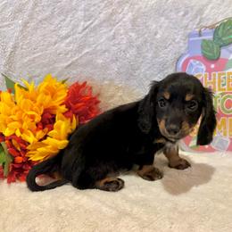 Braylee - Black and tan female Dachshund puppy in Colbert, Oklahoma from Brooke Crenshaw