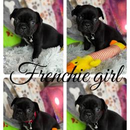 Luna Bean - Black and white female French Bulldog puppy in Waitts Lake, Washington from Best Friend standard Frenchies