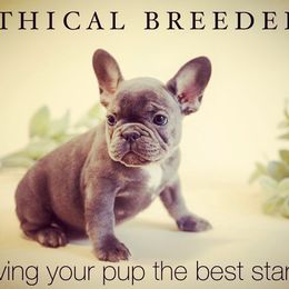 Bulldog and French Bulldog Puppies from JuneBug Bullies