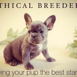 Bulldog and French Bulldog Puppies from JuneBug Bullies