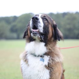 Caucasian Shepherd Dog, Labradoodle, and Saint Bernard All Grown Up from Blue Line Kennels