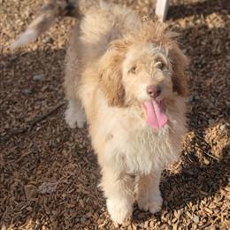 Randy - Aussiedoodle