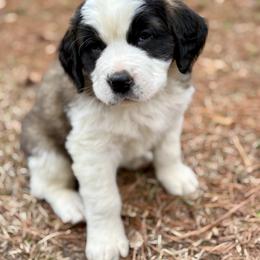 Dark green collar male - Red and white male Saint Bernard puppy in Albany, Georgia from Magnolia Saint Bernards