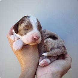 Silas - Red merle male Aussiedoodle puppy in Orland, California from Shockley’s Elite Doodles