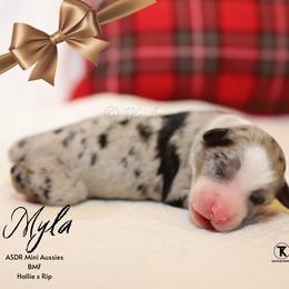 Myla - BMF - Blue merle female Miniature Australian Shepherd puppy in Nacogdoches, Texas from TK Standard, Mini, & Toy Aussies