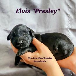 Elvis PRESLEY - Phantom female Bernedoodle puppy in Pollock Pines, California from Ten Acre Wood Doodles