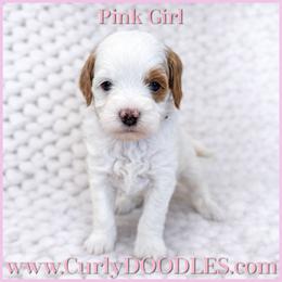 Pink girl - Parti female Goldendoodle puppy in Taneytown, Maryland from Curlydoodles