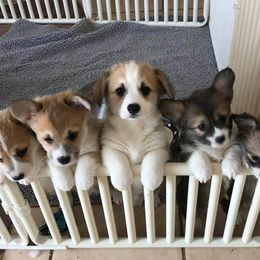 Pembroke Welsh Corgi Puppies from Brnayr Pembroke Welsh Corgis