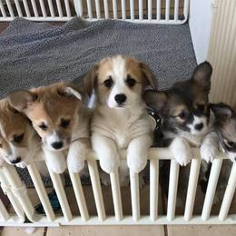 Pembroke Welsh Corgi Puppies from Brnayr Pembroke Welsh Corgis