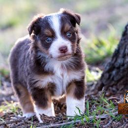 Rio - Red tri male Toy Australian Shepherd puppy in Granbury, Texas from Best Little Aussies