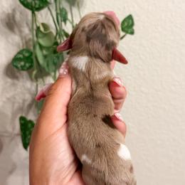 Colada - Dapple male Dachshund puppy in Redding, California from Jean & Mae Doxies