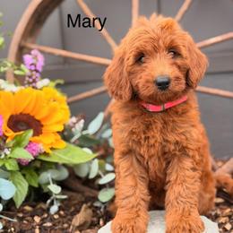 Mary - Red  female Goldendoodle puppy in Oxford, Pennsylvania from FriendlyPals