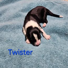Twister - Black and white male Border Collie puppy in Goldsboro, North Carolina from J & S Borders